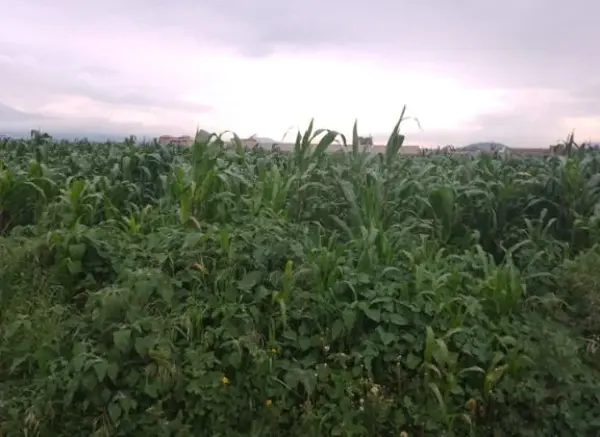 Terreno en venta en San Miguel Totocuitlapilco, Metepec — foto 2 de 2