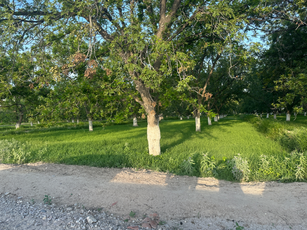 Terreno en venta en El Perú, Torreón — foto 3 de 4