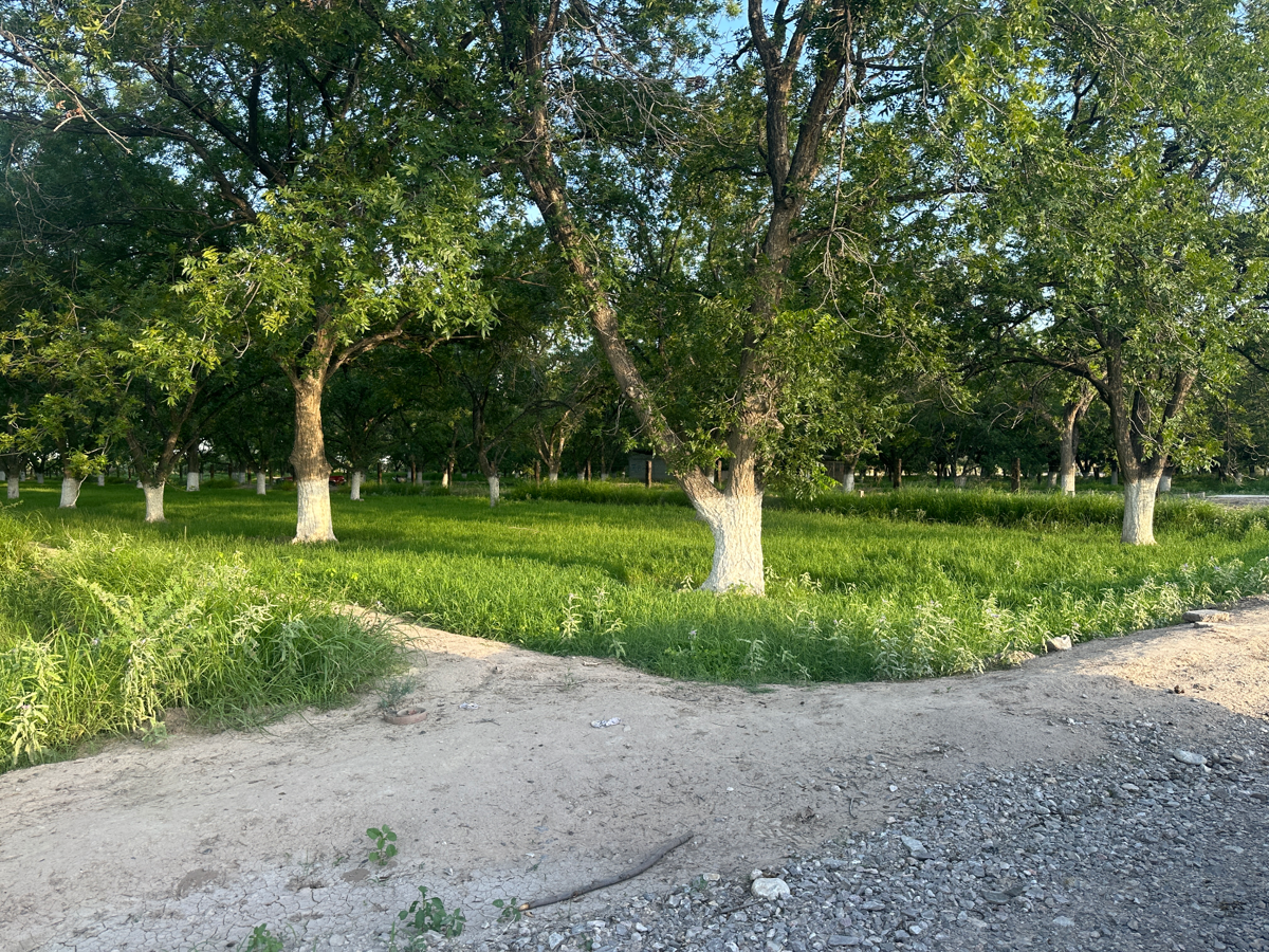 Terreno en venta en El Perú, Torreón — foto 1 de 4