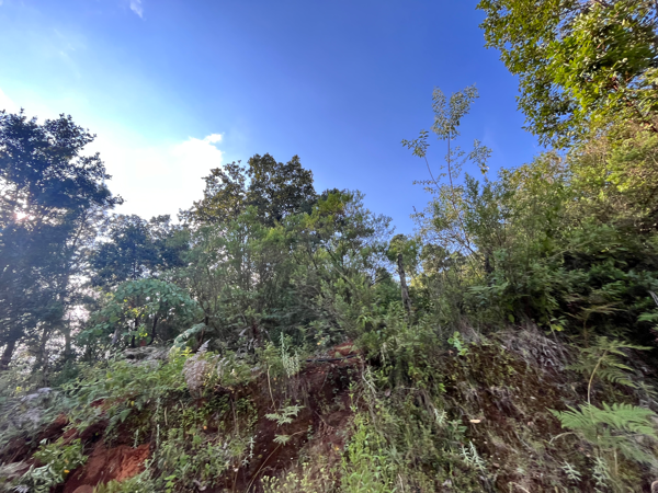 Terreno en venta en El Vaquerito, Charo — foto 3 de 6