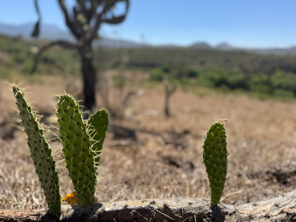 Terreno en venta en San Andrés Coapa, Acuitzio — foto 2 de 13