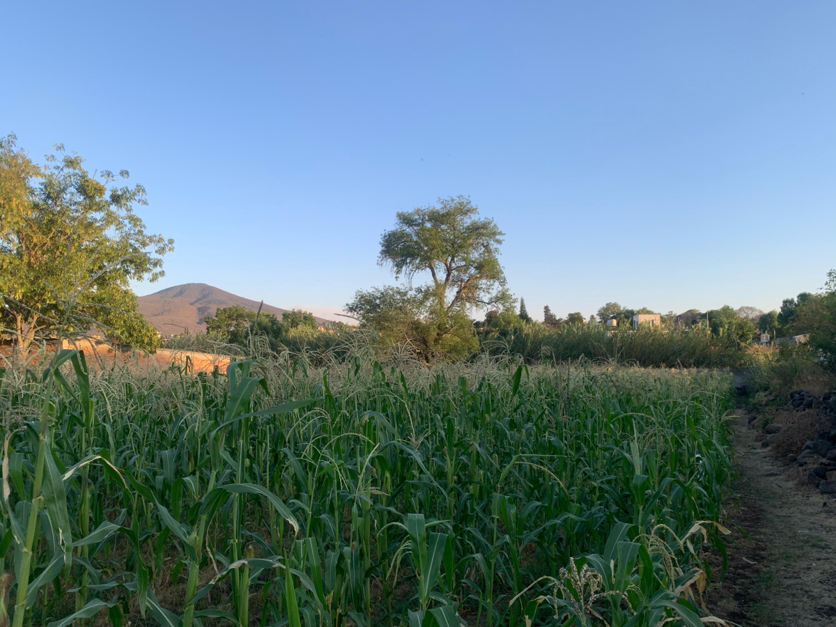 Terreno en venta en Panindicuaro, Panindícuaro — foto 1 de 15