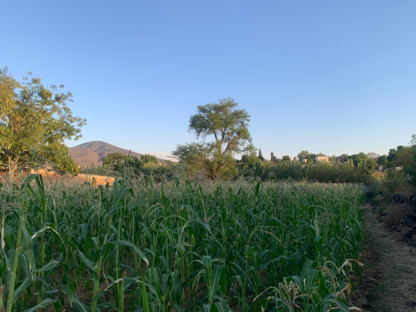 TERRENO JUNTO A CONSTRURAMA EN PANINDICUARO, MICHOACÁN