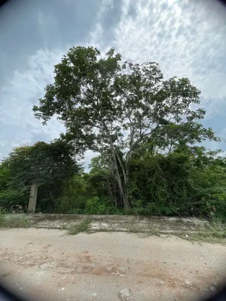 Terreno en venta en Dzitya, Mérida — foto 3 de 6
