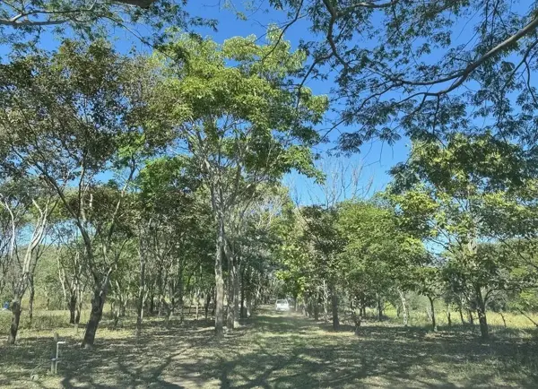 Terreno en venta en Chiapa, Cuauhtémoc — foto 3 de 23