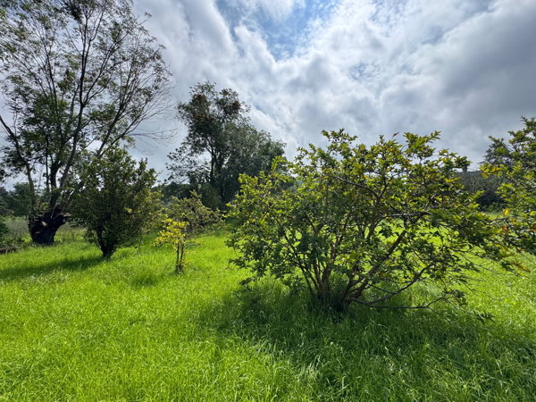 Terreno en venta en Huandacuca (Mariana), Jiménez — foto 3 de 16
