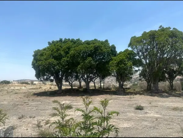 Terreno 6000 Mt2 Excelente Ubicacion Boulevard Capitan Carlos Camacho Espiritu