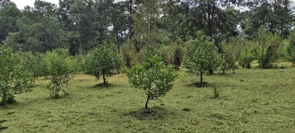 Terreno en venta en Avandaro, Valle de Bravo — foto 2 de 4