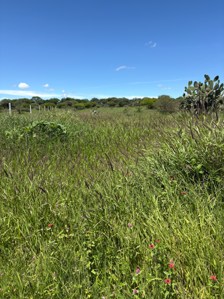 Terreno en venta en La Tortuga, Tequisquiapan — foto 2 de 4