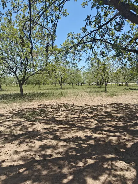 Terreno en venta en El Vergel, Gómez Palacio — foto 2 de 4