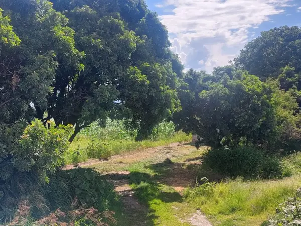 Terreno en venta en Purísima de Cubos (La Purísima), Colón — foto 3 de 7