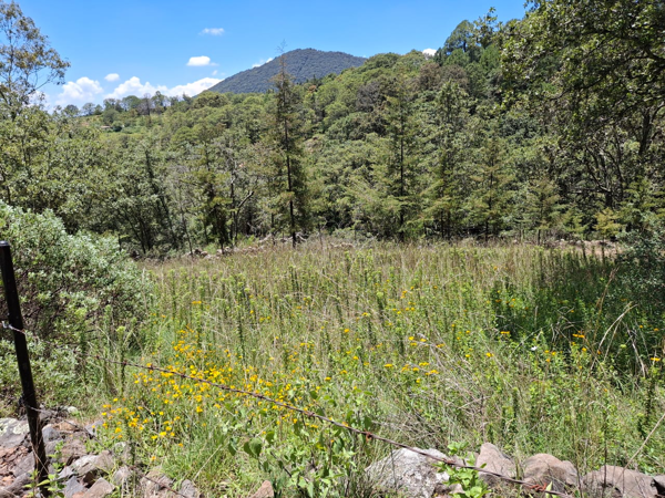 Finca-Rancho en venta en Chitejé de la Cruz, Amealco de Bonfil — foto 3 de 18