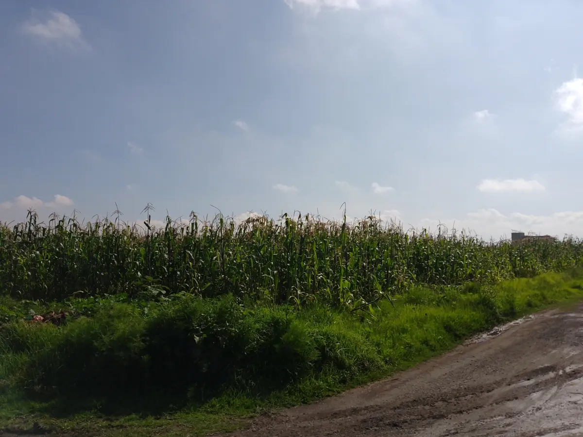 Terreno en venta en San Miguel Totocuitlapilco, Metepec