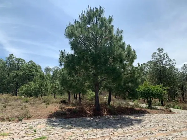 Terreno en venta en Tapalpa, Tapalpa — foto 2 de 7