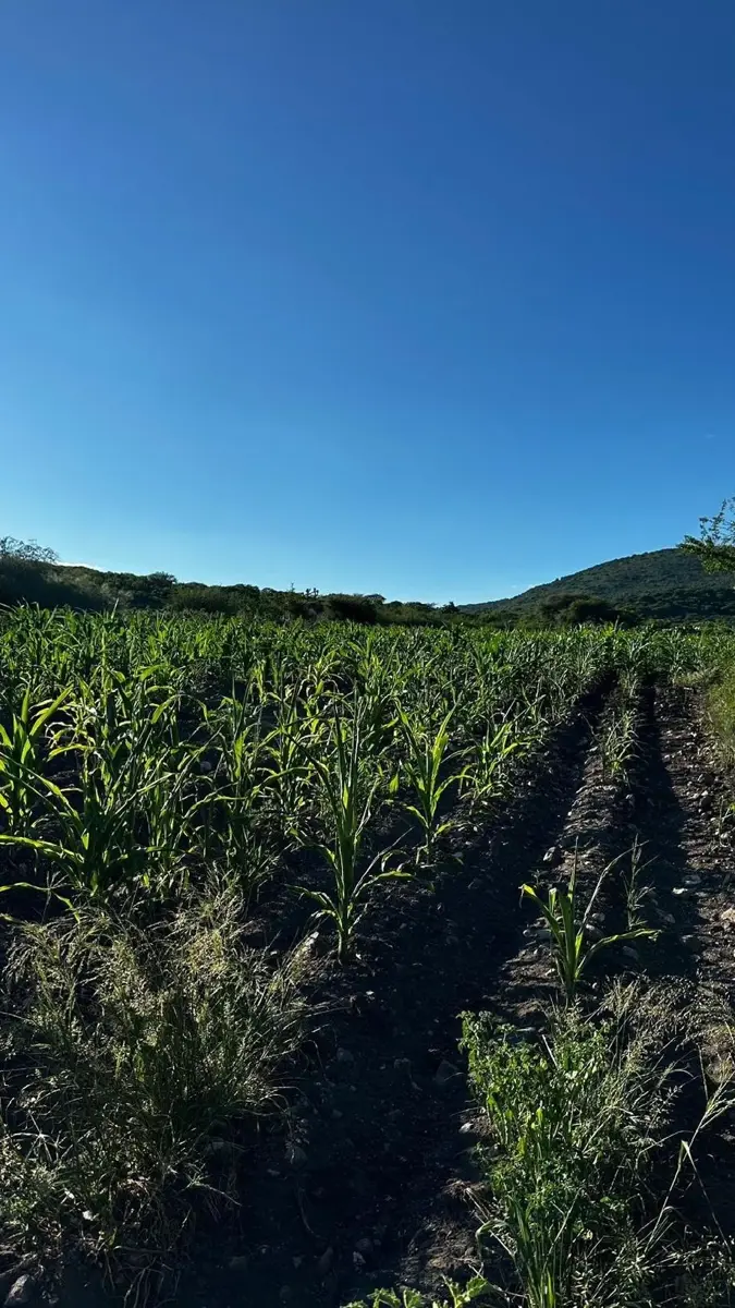 Finca-Rancho en venta en El Rosario, El Marqués — foto 1 de 6