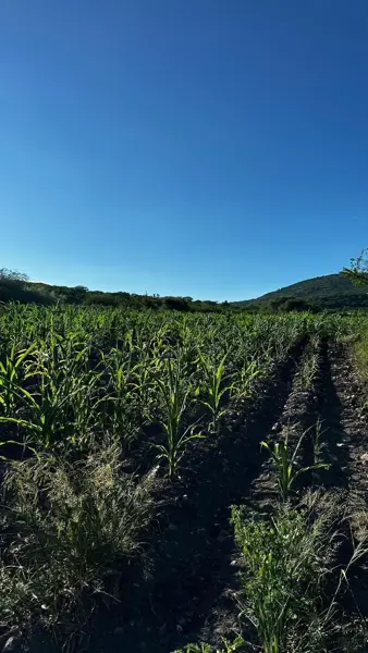 Oportunidad  VENTA de Rancho en El Rosario, El Marqués