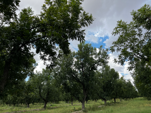 Finca-Rancho en venta en Santa María, San Pedro — foto 2 de 17