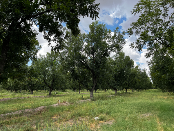 Finca-Rancho en venta en Santa María, San Pedro — foto 3 de 17