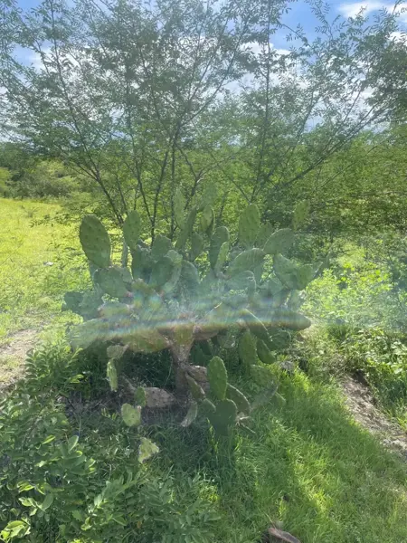 Terreno en venta en Hermosa, Xoxocotla — foto 3 de 5