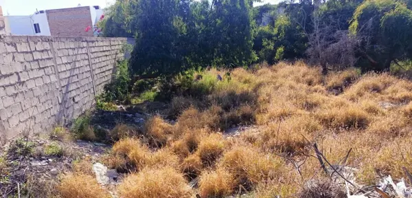 Terreno en renta en Ampliación los Ángeles, Torreón — foto 2 de 10