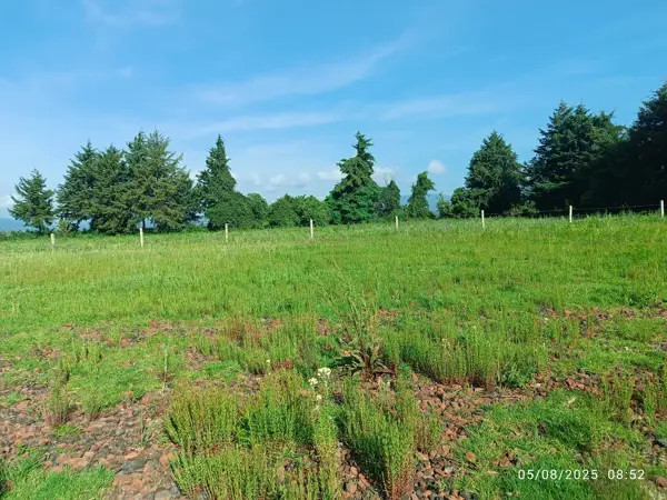 Terreno en venta en Lázaro Cárdenas (San Bartolo Pareo), Pátzcuaro — foto 3 de 11