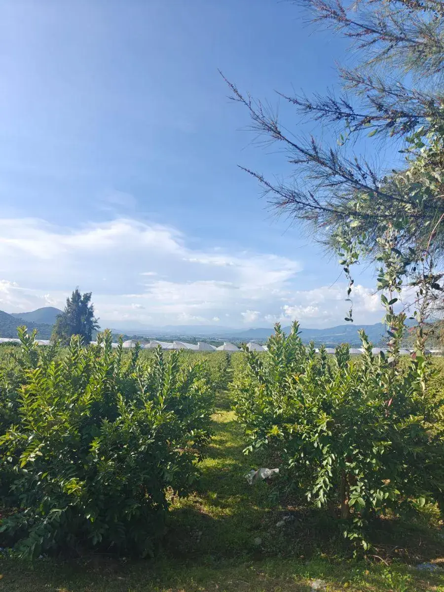 Terreno en venta en Tonatico Centro, Tonatico — foto 1 de 5