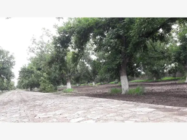 Terreno en venta en Santa Cruz Luján, Gómez Palacio — foto 3 de 14