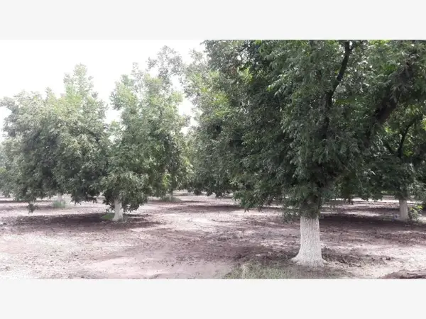 Terreno en venta en Santa Cruz Luján, Gómez Palacio — foto 3 de 14