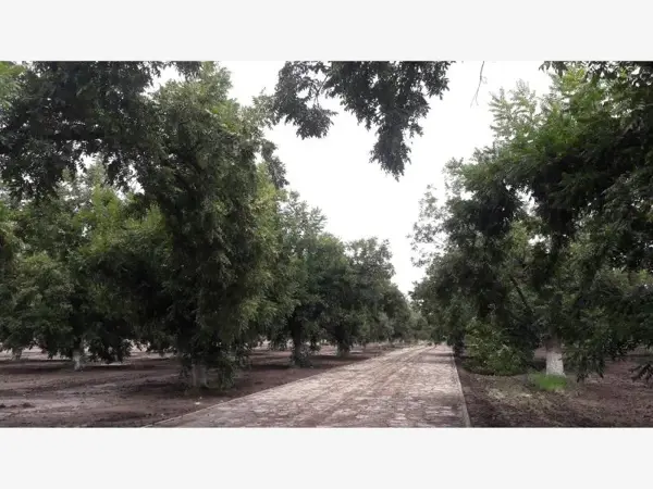 Terreno en venta en Santa Cruz Luján, Gómez Palacio — foto 3 de 14