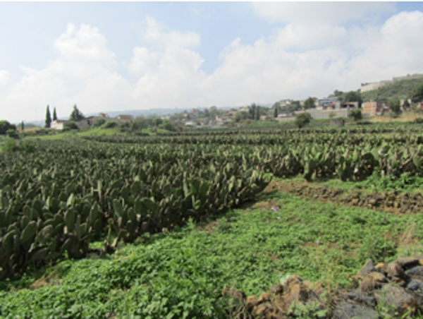 Terreno en venta en San Mateo, Milpa Alta — foto 3 de 6