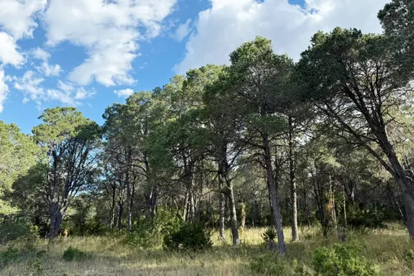 Terreno en venta en La Nueva Esmeralda (Nuevo Poblado de la Esmeralda), Galeana — foto 3 de 6