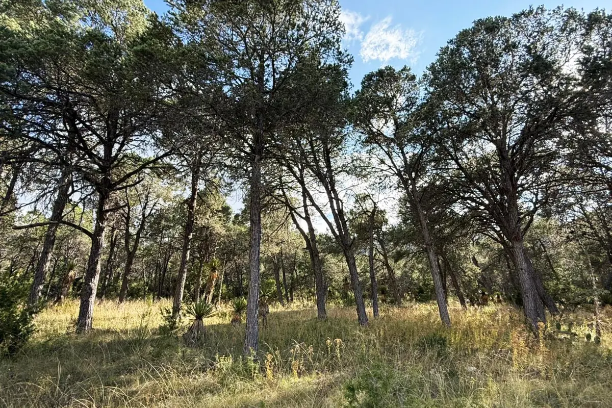 Terreno en venta en La Nueva Esmeralda (Nuevo Poblado de la Esmeralda), Galeana — foto 1 de 6