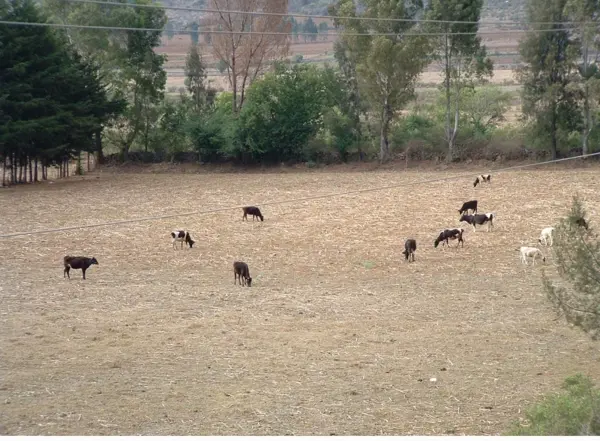 Terreno en venta en Nueva Puerta de Cadena, Pátzcuaro — foto 3 de 5
