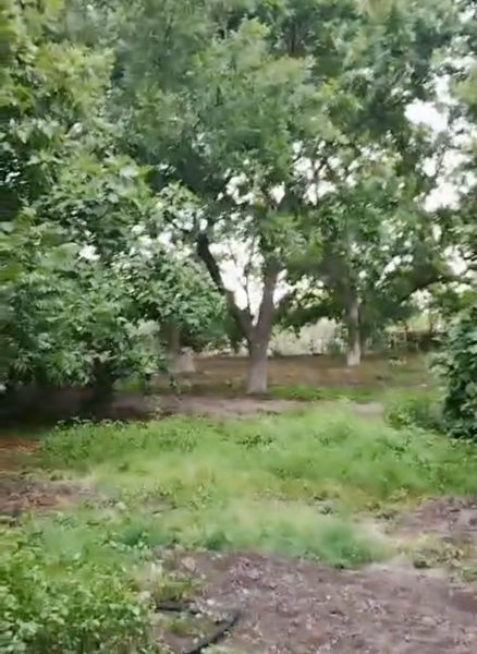 Terreno en venta en Parras de la Fuente Centro, Parras — foto 3 de 5