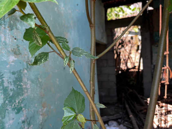 Terreno en venta en Carlos Marx, Orizaba — foto 2 de 8
