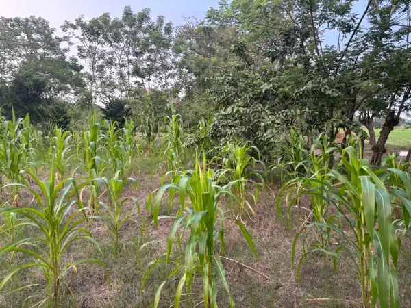 Terreno en venta en Hermenegildo Galeana 1ra. Sección, Jalpa de Méndez — foto 2 de 3