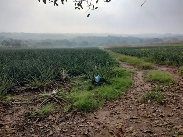 Terreno en venta en La Laguna y Monte del Castillo, Medellín de Bravo — foto 3 de 3