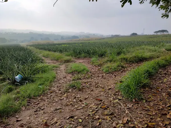 Terreno en venta en La Laguna y Monte del Castillo, Medellín de Bravo — foto 2 de 3