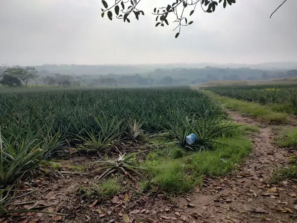 Terreno venta ideal para actividades agricolas