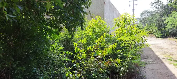 Terreno en venta en Alfredo V. Bonfil, Benito Juárez — foto 2 de 4