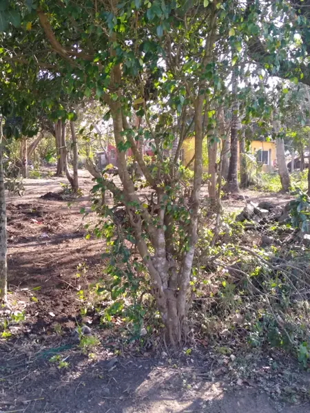 Terreno en venta en San José Novillero, Boca del Río — foto 2 de 17