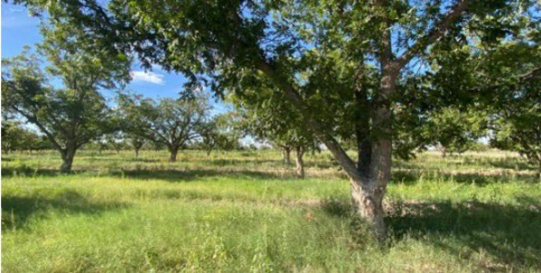 Finca-Rancho en venta en Las Nogaleras, Matamoros — foto 2 de 25