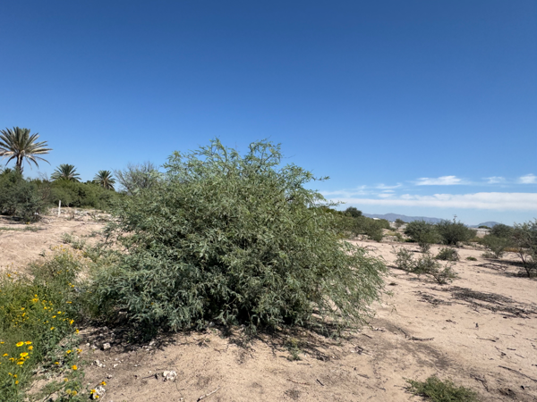 Terreno en venta en La Concha, Torreón — foto 3 de 6
