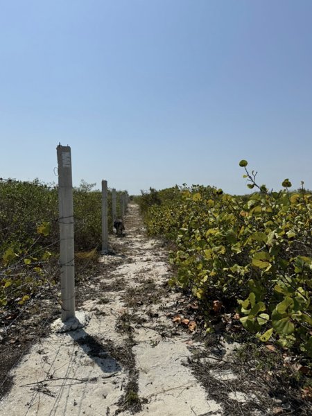 Terreno en venta en San Crisanto, Sinanché — foto 3 de 9