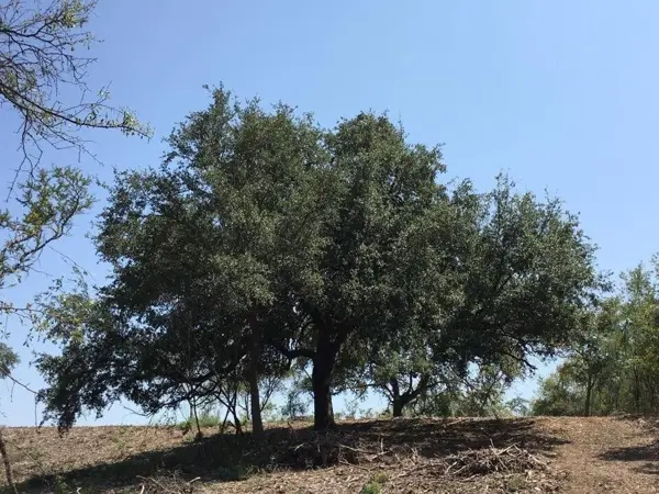 Terreno en Venta en El Barrial, Santiago, Nuevo León 1