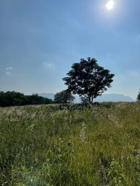 Terreno en Venta en Montemorelos Centro, Montemorelos, Nuevo León 4