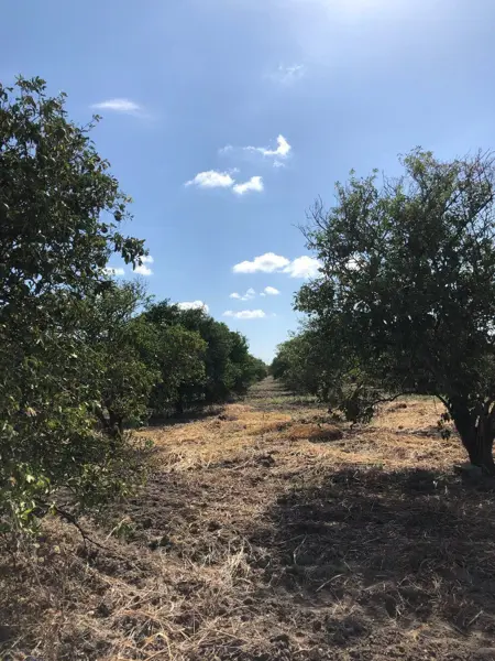 Terreno en Venta en Infonavit Rio Verde, Linares, Nuevo León 5