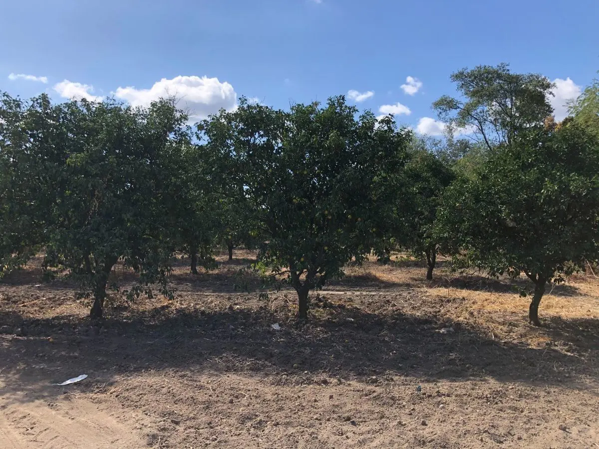 Terreno en venta en Infonavit Rio Verde, Linares — foto 1 de 13