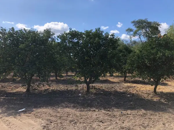 Terreno en Venta en Infonavit Rio Verde, Linares, Nuevo León 1
