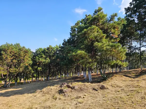 Terreno en venta en San Pedro Tlachichilco, Acaxochitlán — foto 3 de 15